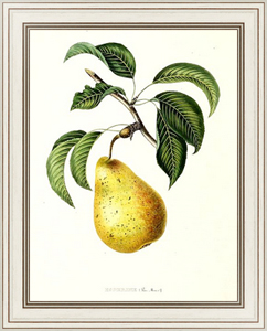 Постер-гравюра Pears - Esperine