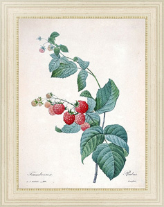 Постер в раме Ветка малины с ягодами