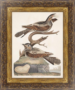 Постер-гравюра Птицы Америки Уилсона 42
