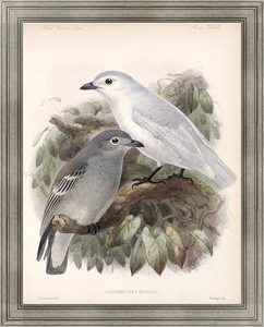 Постер-гравюра Птицы J. G. Keulemans №44