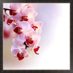 Постер в раме Пурпурная орхидея