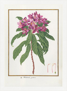 Постер в раме Rhododendron ponticum