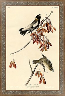 Постер-гравюра Rice Bird