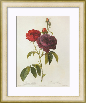 Картина Серия Розы в рамах: Rosa Gallica L. 'The Bish