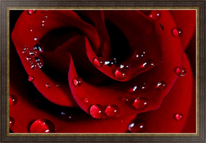 Постер на холсте Роза с каплями