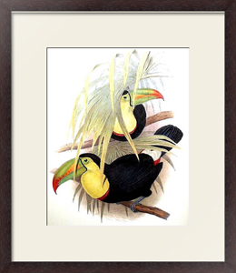 Постер-гравюра Short-billed Toucan