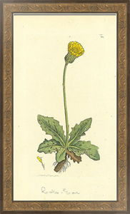 Постер-гравюра Sowerby Ботаника №24