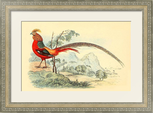 Постер-гравюра The Golden Pheasants