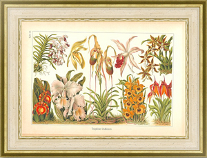 Постер на холсте Тропические орхидеи