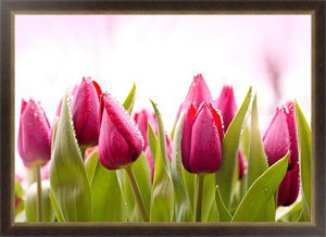 Постер для интерьера Тюльпаны с росой