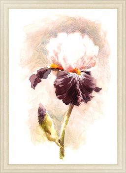 Картина Вишнево-белый цветок ириса
