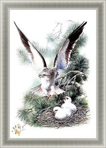 Постеры-гравюры Восточные птицы 51