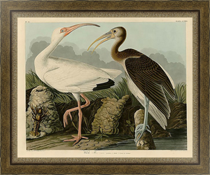 Постер-гравюра White Ibis