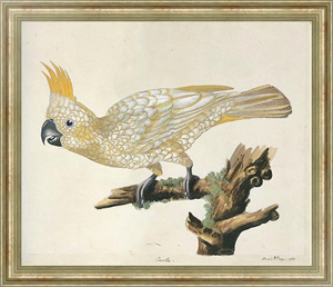 Постер в раме Yellow-crested Cockatoo