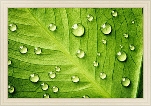 Постер Зеленый лист с каплями воды №2