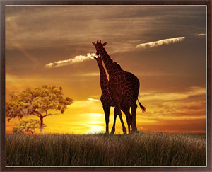Постер в раме Жирафы на закате