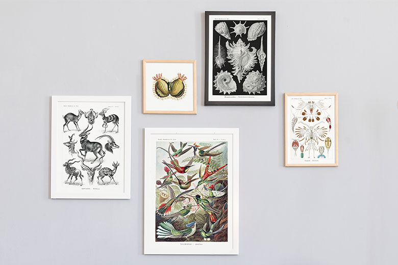 постеры с гравюрами Эрнста Геккеля на заказ