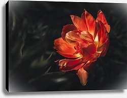 Постер Diana Bachu Красивое фото оранжевого тюльпана на темном фоне крупным планом.