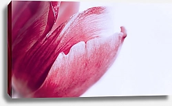 Постер Diana Bachu красный тюльпан на белом фоне крупным планом. Фото бутона
