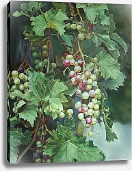 Постер Lukian - Алëна Савченко Ветка винограда