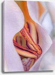 Постер Diana Bachu Макро фото розовой лилии. Тычинки цветов крупным планом.