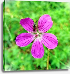 Постер Сергей Гундоров Цветок с пчелкой