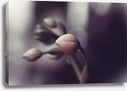 Постер Diana Bachu Нежные бутоны орхидеи в пастельных оттенках. Фото экзотических цветов