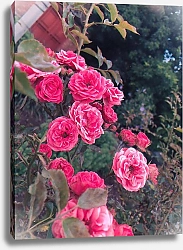 Постер ANNIEKA Розы