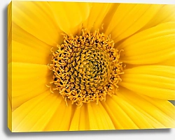 Постер Diana Bachu Ярко желтый цветок крупным планом.