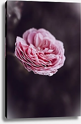 Постер Diana Bachu Цветок чайной розы нежного розового цвета
