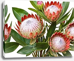 Постер olies Австралийские цветы