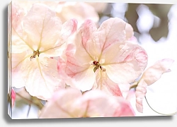 Постер Diana Bachu Нежные белые с розовым цветы