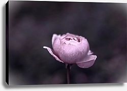 Постер Diana Bachu Бутон розовой розы на темном фоне