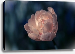 Постер Diana Bachu Нежный тюльпан персикового цвета на темном фоне. Фото тюльпана крупным планом