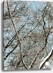 Постер Лилия Салихова Зимний лес