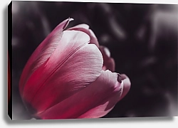 Постер Diana Bachu Фото нежного розового тюльпана крупным планом на темном фоне. Вид сбоку на цветок
