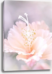 Постер Diana Bachu Нежный цветок гибискуса персткового цвета