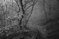 Черно-белое