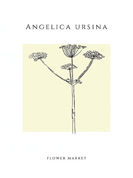 Blooming angelica