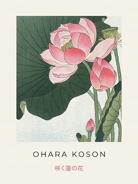 Flowering Lotus
