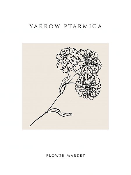 Yarrow ptarmica