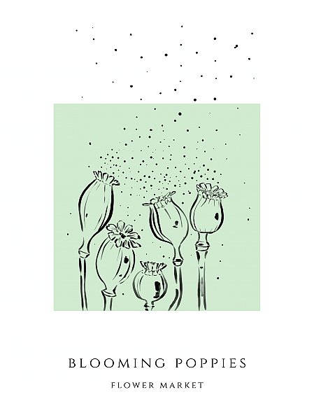 Blooming poppy