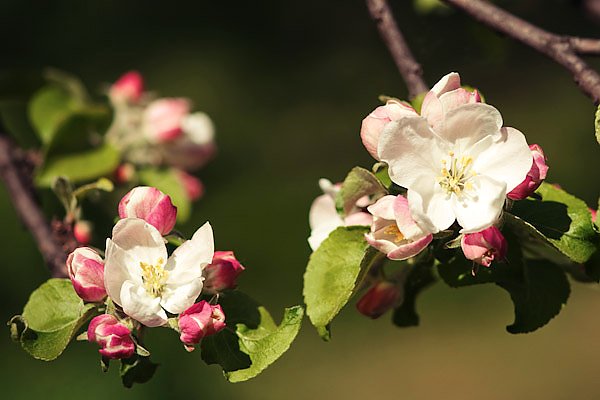 Цветы вишни 5