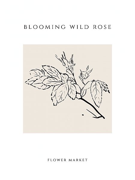 Blooming wild rose