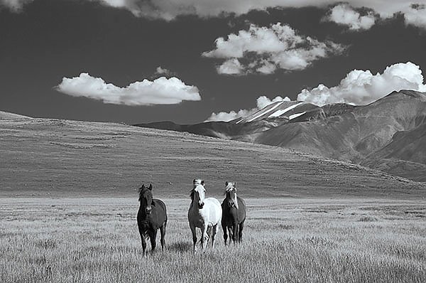 Три лошади в поле