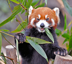 Постер mostheatre Рыжая панда