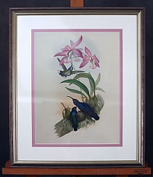 Серия гравюр с птицами колибри Джона Гульда