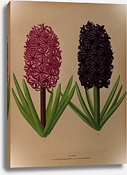 Постер Арендсен Арентина Гиацинты 12