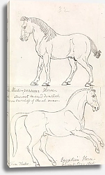 Постер Смит Чарльз Гамильтон Medo-Persian Horse and Egyptian Horse