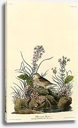 Постер Yellow-winged Sparrow
